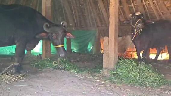 Rayavaram Tiger Mystery: 4 గంటలు పక్కనే ఉన్నా, పశువులకు హాని చేయని పులి.. కూర్మాపురంలో ఘటన Rayavaram Tiger Mystery: 4 గంటలు పక్కనే ఉన్నా, పశువులకు హాని చేయని పులి.. కూర్మాపురంలో ఘటన