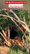 బోథ్ సమీపంలో ఎలుగుబంటి హల్ చల్.. 8మంది రైతులపై దాడి