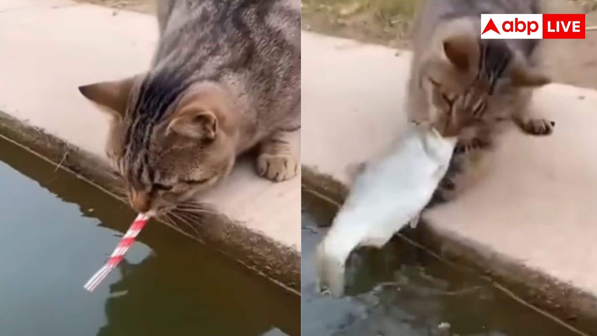 मुंह में स्ट्रॉ लगाई और तालाब से बिल्ली ने पकड़ ली मछली, वायरल वीडियो देख आप भी पकड़ लेंगे माथा