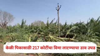 Banana Crop Insurance Scam: केळी पिकासाठी 217 कोटींचा विमा लाटण्याचा मोठा डाव उघड, उपग्रहाने केला भांडाफोड; जळगावात नेमकं काय घडलं?