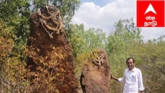 மானாமதுரை அருகே காதல் ஜோடிகளாக மாறிய கற்கள்... தொல்லியல் அதிசயம், மக்களின் நம்பிக்கை என்ன?