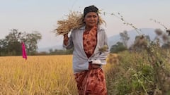 साधी कापडं अन् खांद्यावर पेंढी, महाराष्ट्राची हास्यजत्रा फेम, मराठी अभिनेत्री करतेय शेतात काम; PHOTO व्हायरल