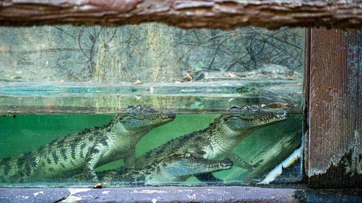 जब मगरमच्छ अपने जबड़े को जोर से बंद करता है, शिकार को चबाता है या काफी देर तक मुंह खोलकर बैठा रहता है, तब इन ग्रंथियों पर दबाव पड़ता है. दबाव बढ़ने पर आंखों से पानी बाहर निकल आता है.