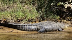 क्या सच में रोते हैं मगरमच्छ, क्यों इस कठोर जानवर के आंसुओं को कहा जाता है झूठा?