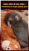 japan baby monkey | ``அம்மா அம்மா நீ எங்க அம்மா...
