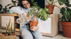 Lucky Plants for Rent Home: ભાડાના ઘરમાં પણ આ 5 છોડ લગાવવાથી વધે છે આવક