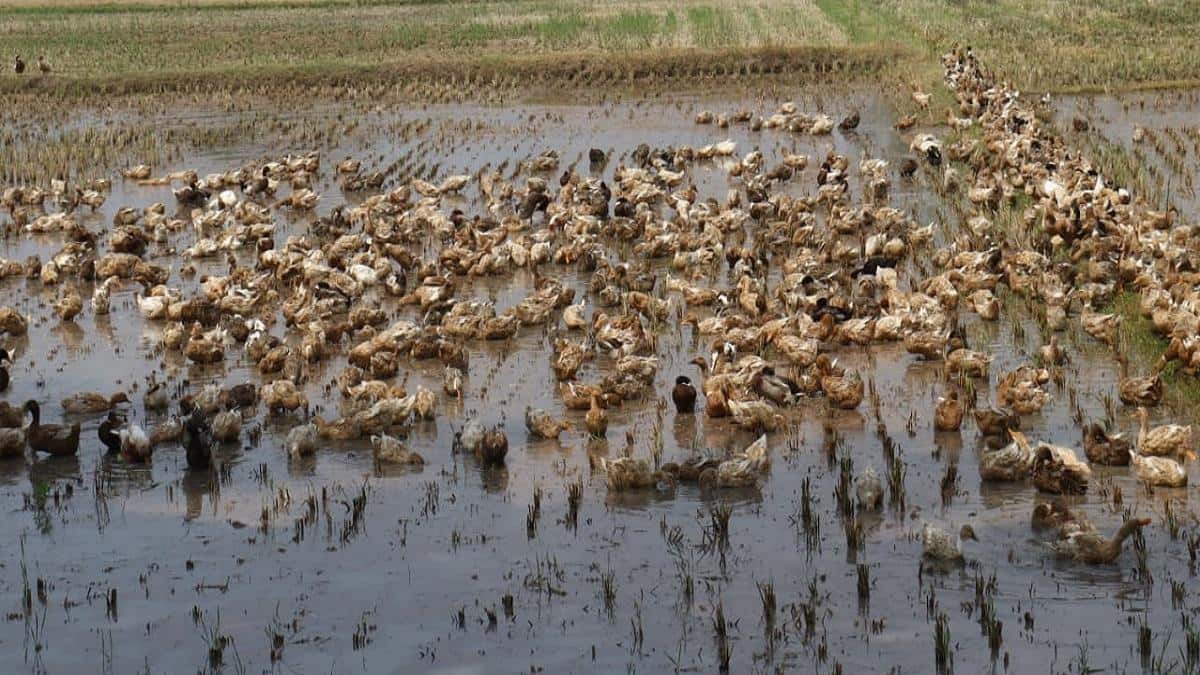 அறுவடை முடிந்த வயல்களில் ஆயிரக்கணக்கில் வாத்துக்கள்: வேலூரிலிருந்து மேய்ச்சலுக்காக வருகை