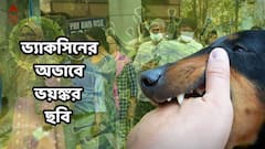 কুকুর-বিড়াল কামড়ে দিলে আতান্তরে! জেলায় নেই মারণ-জলাতঙ্ক আটকানোর ভ্যাকসিন! ভয়ঙ্কর চিত্র