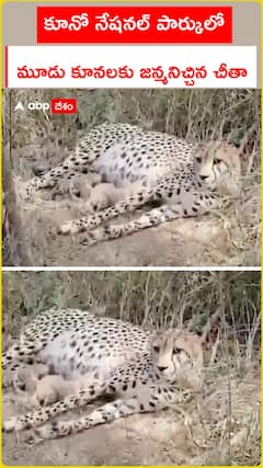 కూనో నేషనల్ పార్కులో మూడు కూనలకు జన్మనిచ్చిన చీతా