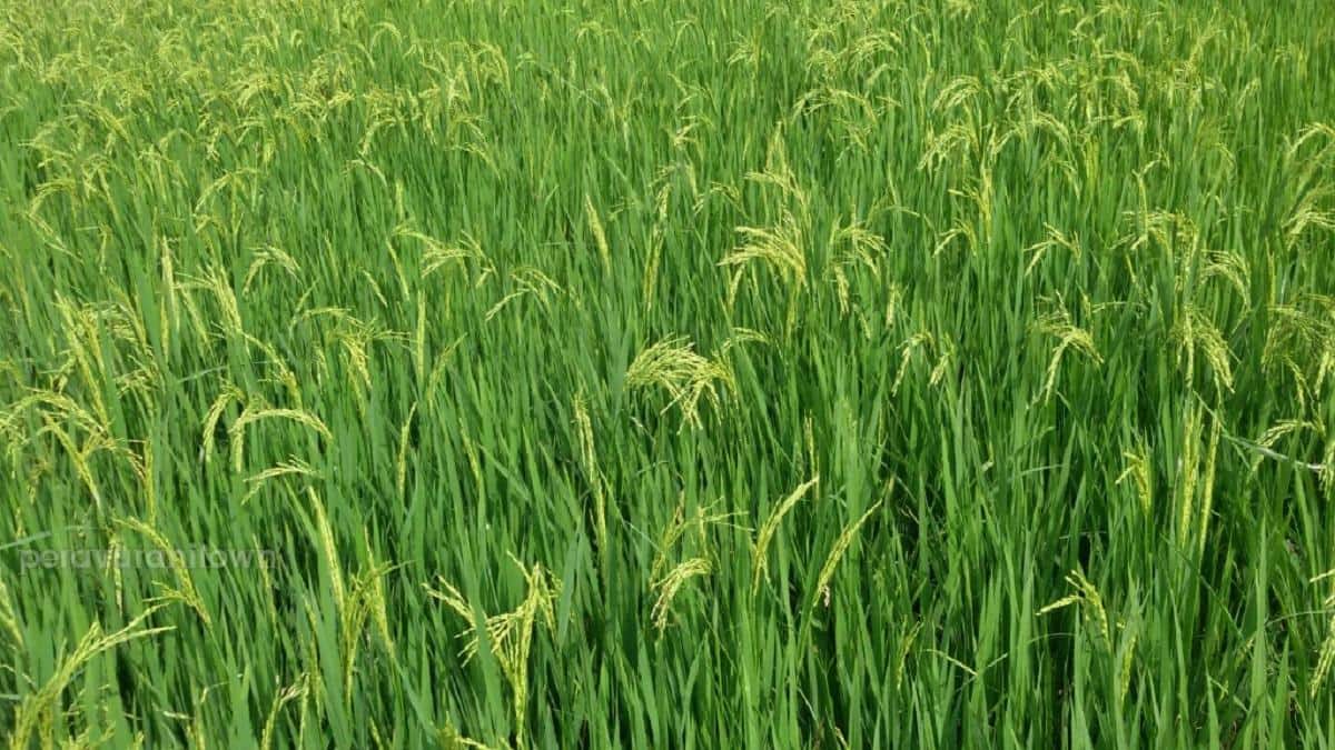 நஞ்சில்லாத உணவு... இயற்கை விவசாயத்தில் வெற்றிக் கொடி நாட்டும் அருமலைக்கோட்டை விவசாயி