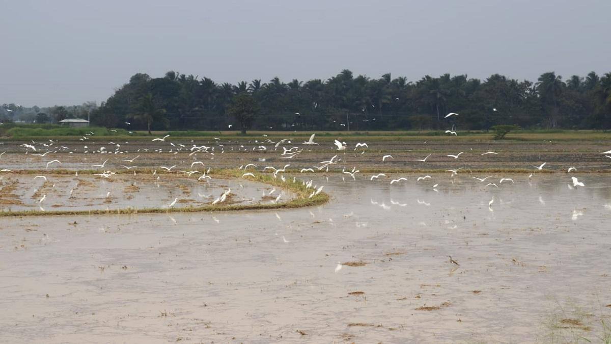 தஞ்சையில் வேடந்தாங்கலா... மக்களை ஆச்சரியப்படுத்தும் கொக்குகள், நத்தை கொத்திகள்