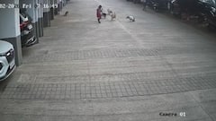 Stray Dog Attack : पुण्यात भटक्या कुत्र्यांचा चिमुरड्यावर हल्ला; थरारक घटना CCTVमध्ये कैद, चिमुरडा थोडक्यात बचावला