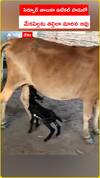 మేకపిల్లకు తల్లిలా మారిన ఆవు