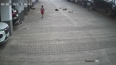Stray Dog Attack : पुण्यात भटक्या कुत्र्यांचा चिमुरड्यावर हल्ला; थरारक घटना CCTVमध्ये कैद, चिमुरडा थोडक्यात बचावला