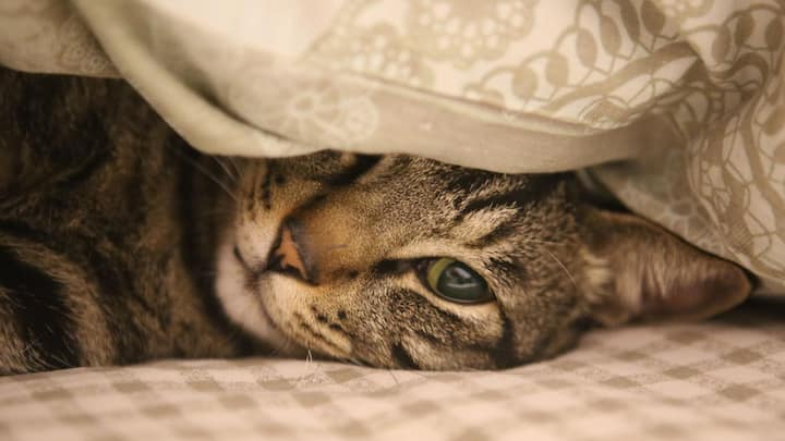 ভাবভঙ্গিতে মানুষকে অনেক কিছুই বুঝিয়ে দেয় তারা। কিন্তু বাড়ির বিড়ালের অনেক আচরণই বুঝতে পারি না আমরা।