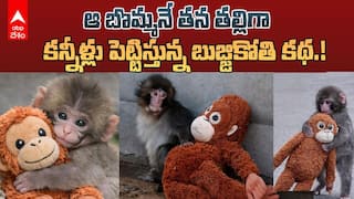 Punch macaque Japan Viral Story | తల్లి ప్రేమ కోసం విలవిలలాడిపోతున్న చిన్ని కోతి పిల్ల కథ | ABP Desam