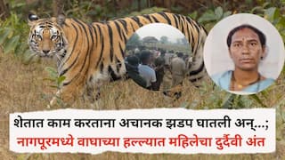 Nagpur Tiger Attack: शेतात काम करताना अचानक झडप घातली अन्...; नागपूरमध्ये वाघाच्या हल्ल्यात महिलेचा दुर्दैवी अंत
