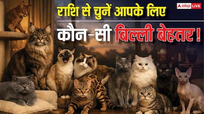 आपकी पर्सनैलिटी के हिसाब से कौन-सी बिल्ली होगी आपके लिए सही मैच? जानिए ज्योतिष से इसका जवाब