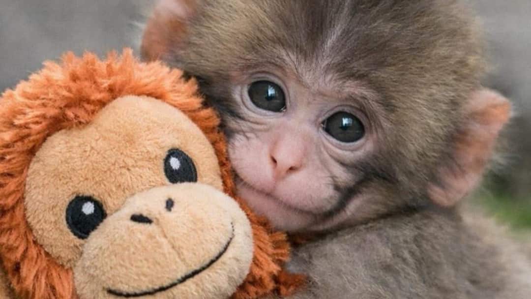 Why Is X Flooded With Monkey Videos Today? Why Is X Flooded With Monkey Videos Today?