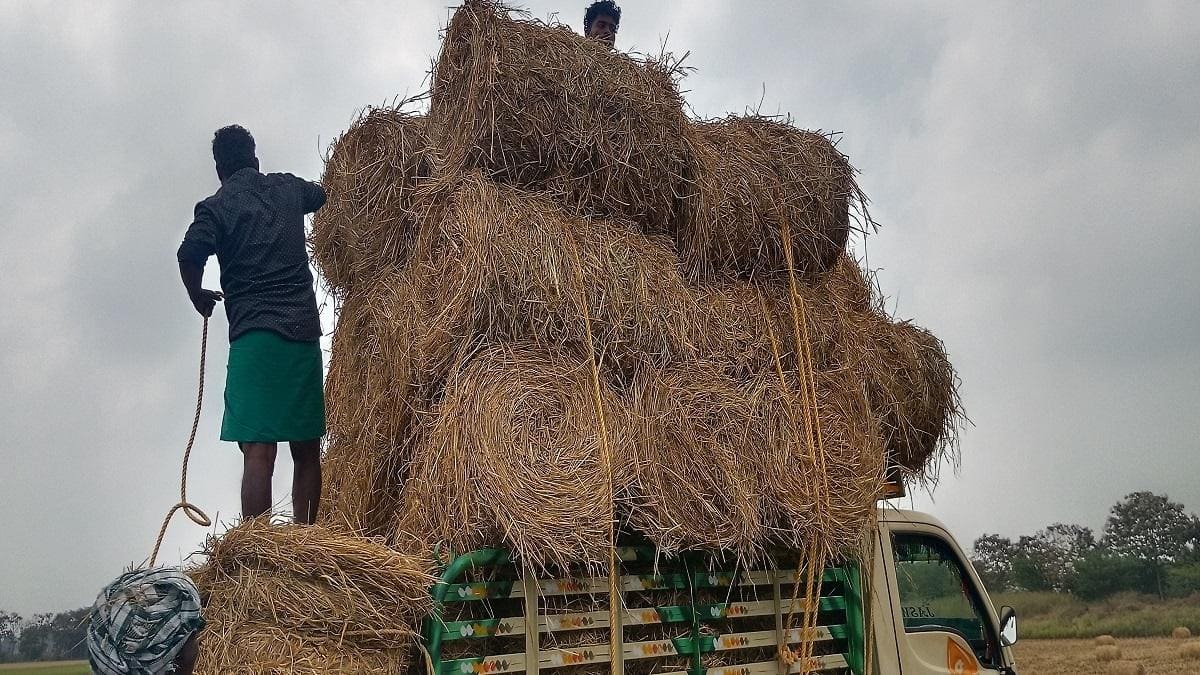 ஆலக்குடி பகுதியில் சம்பா, தாளடி அறுவடைப்பணிகள் வெகு மும்முரம்