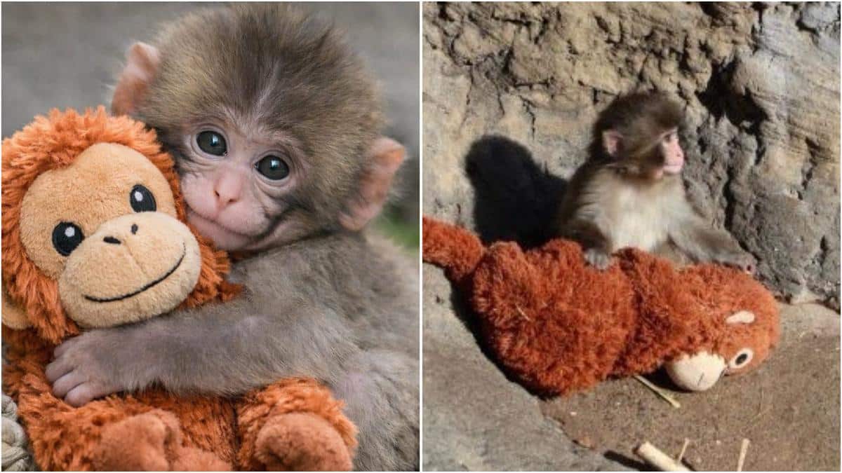 Want To Meet Punch? Here’s Where To Find The Baby Monkey And His Oran-Mama Winning The Internet