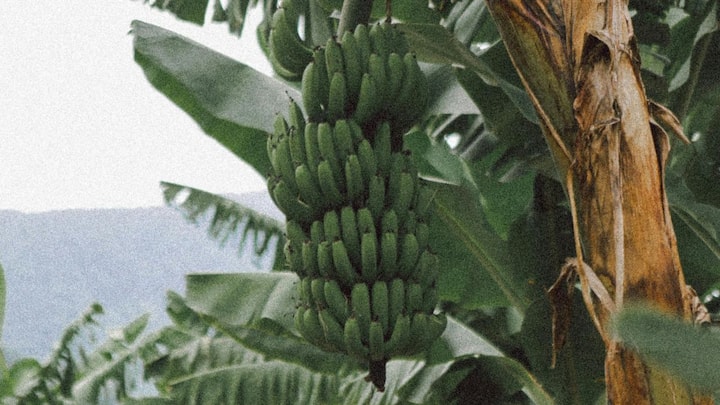 महाराष्ट्र के जलगांव का मौसम सामान्य तौर पर शुष्क माना जाता है, लेकिन यहां की जमीन और खेती के तरीके केले की फसल के लिए अनुकूल हैं. जिले में हजारों हेक्टेयर जमीन पर केले की खेती की जाती है.