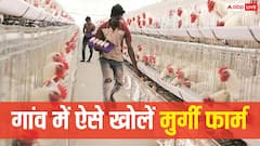 गांव में कैसे खोल सकते हैं मुर्गी फार्म, इस बिजनेस में कितना लगता है पैसा?