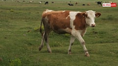 Cows Wear Bells: इस देश में गायों के गले में बंधी होती है घंटी, जानें क्या है इसके पीछे की वजह?