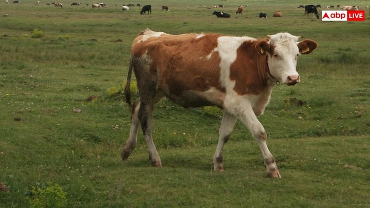 अल्पाइन इलाकों में गायें आमतौर पर बड़े पहाड़ी चरागाहों में आजादी से चरती हैं. यहां कोहरा, घने जंगल और उबड़ खाबड़ जमीन की वजह से जानवरों को देखकर पहचानना मुश्किल होता है. गाय के गले में बंधी घंटी से लगातार आवाज आती है. इसकी मदद से किसान उनकी लोकेशन को ट्रैक कर सकते हैं.