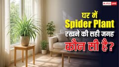 सिर्फ सजावट नहीं… सही जगह रखा स्पाइडर प्लांट बदल सकता है घर का माहौल! जानें इसके फायदे?