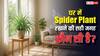 सिर्फ सजावट नहीं… सही जगह रखा स्पाइडर प्लांट बदल सकता है घर का माहौल! जानें इसके फायदे?