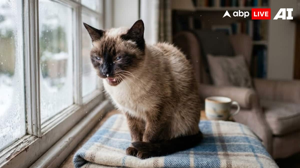 ABP Live Pet First | 8 Health Problems Pets Face During Seasonal Change