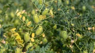 Chana Price Crisis : हमीभाव 5,875 मात्र अकोल्यात हरभऱ्याची 4,800 ला खरेदी; शेतकऱ्यांची ‘मातीमोल’ विक्री