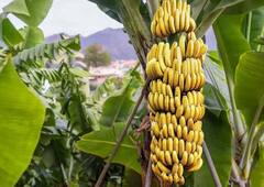 Banana Benefits : દરરોજ 1 મહિના સુધી કેળાનું સેવન કરવામાં આવે તો શું થશે
