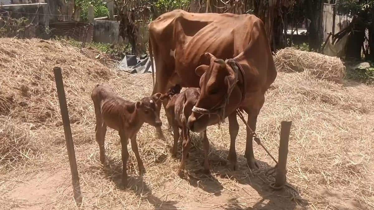 தஞ்சாவூர் பசுபதிகோவிலில் ஒரே பிரசவத்தில் இரட்டை கன்றுகள்: விவசாயி வீட்டில் ஆச்சரியம்!