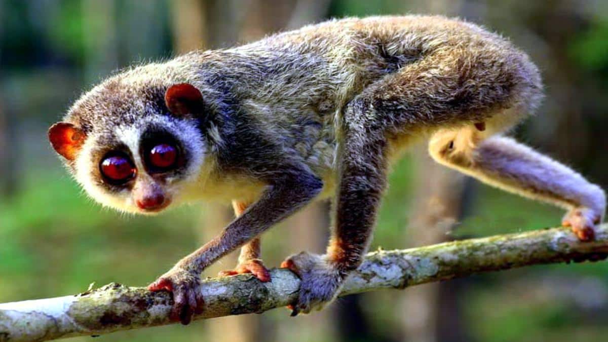 தமிழகத்தில் முதல் தேவாங்கு பாதுகாப்பு மையம்: அழிவின் விளிம்பில் இருக்கும் உயிரினத்தை காக்க ஒரு புதிய பாதை!