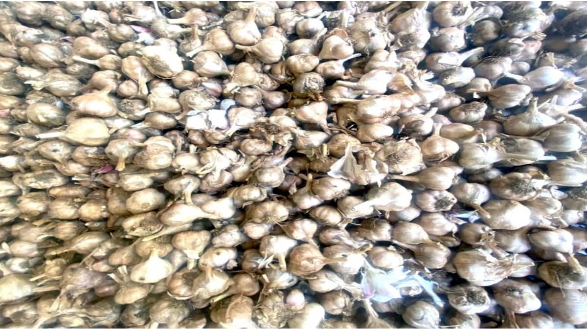கொடைக்கானலில் முதன்முறை! மலைப்பூண்டு கண்காட்சி & பயிற்சி: அறியாத ரகசியம், மருத்துவ குணம், ஏற்றுமதி வாய்ப்புகள்!