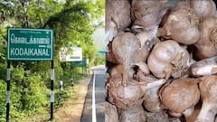 கொடைக்கானலில் முதன்முறை! மலைப்பூண்டு கண்காட்சி & பயிற்சி: அறியாத ரகசியம், மருத்துவ குணம், ஏற்றுமதி வாய்ப்புகள்!