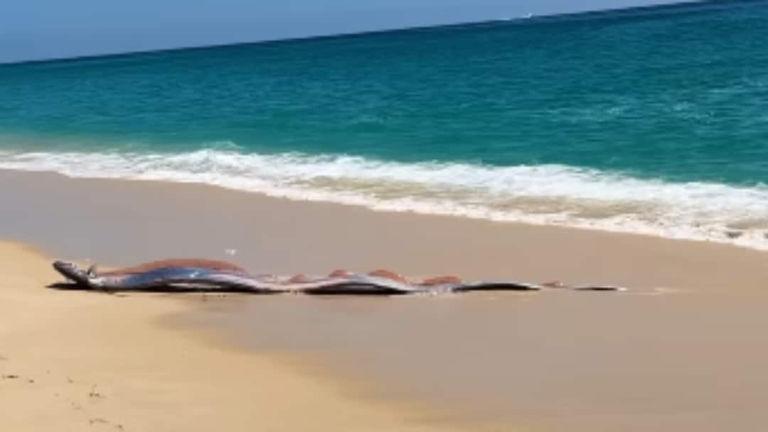 Two Rare Oarfish Sighted In Mexico, Viral Video Revives ‘Doomsday Fish’ Legend: WATCH