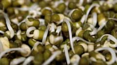 Sprouted Moong Benefits: દરરોજ ફણગાવેલા મગ ખાવાના શું છે ફાયદા?