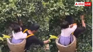 नन्हे हाथों से पिता की मदद कराती दिखी बेटी, वीडियो वायरल हुआ तो इमोशनल हो गए यूजर्स