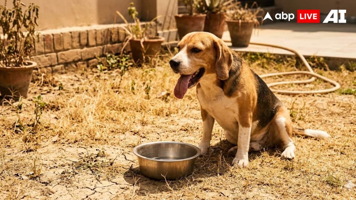 ABP Live Pet First | 6 Mistakes That Can Make Your Dog Sick In The Heat
