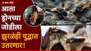 Cockroach Cyborgs: आता ड्रोनच्या जोडीला झुरळंही युद्धात उतरणार; तंत्रज्ञानाचा अनोखा अविष्कार, हेरगिरी ते प्रत्यक्ष युद्ध कॉकरोच लढणार