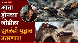 Cockroach Cyborgs: आता ड्रोनच्या जोडीला झुरळंही युद्धात उतरणार; तंत्रज्ञानाचा अनोखा अविष्कार, हेरगिरी ते प्रत्यक्ष युद्ध कॉकरोच लढणार