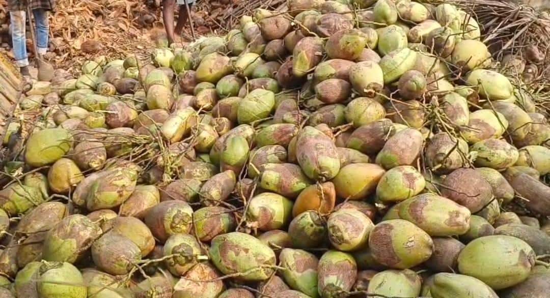 Iran War Effect On Coconut Market: కోనసీమ కొబ్బరికి యుద్ధ గండం! పోర్టుల్లో నిలిచిపోయిన కంటెయినర్లు! బోరుమంటున్న వ్యాపారులు!