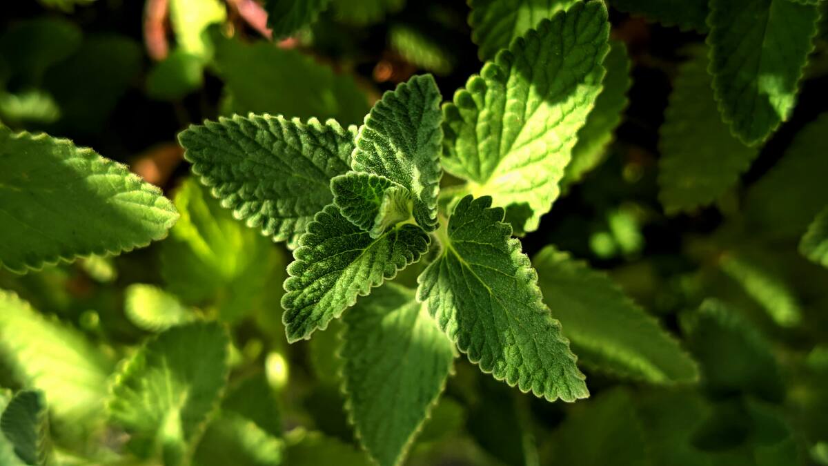 (Image Source: Canva)