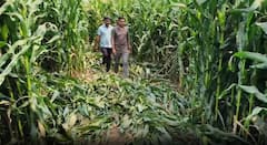 Gondia News: आधीच युद्धाच्या झळा, त्यात जंगली हत्तींने उभं पीक पायी तुडवलं; भाजीपाल्यासह शेतातील पाईप लाईनचं मोठं नुकसान