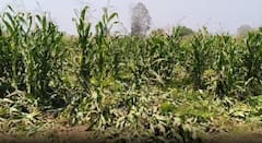 Gondia News: आधीच युद्धाच्या झळा, त्यात जंगली हत्तींने उभं पीक पायी तुडवलं; भाजीपाल्यासह शेतातील पाईप लाईनचं मोठं नुकसान
