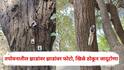 Nashik Tapovan: नाशिकमध्ये धक्कादायक प्रकार, तपोवनातील झाडांवर झाडांवर फोटो, बिब्बे अन् खिळे ठोकून जादूटोणा; पर्यावरणप्रेमी संतप्त
