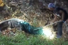 IIT मुंबई कॅम्पसमध्ये 9 फूट लांबीची मगर आढळली, परिसरात खळबळ